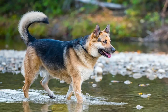 alaskan shepherd