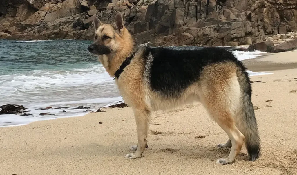 alaskan shepherd mix