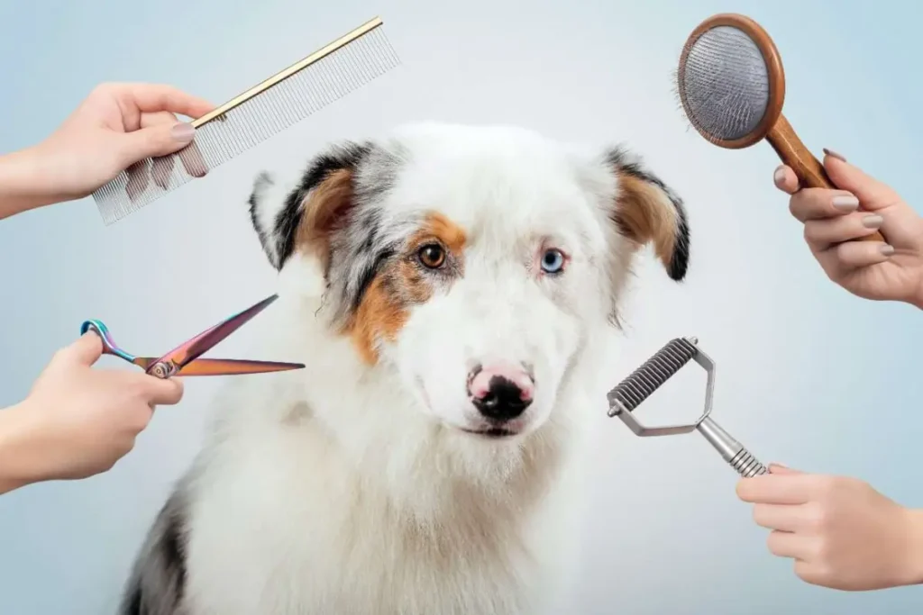 alaskan shepherd puppy grooming