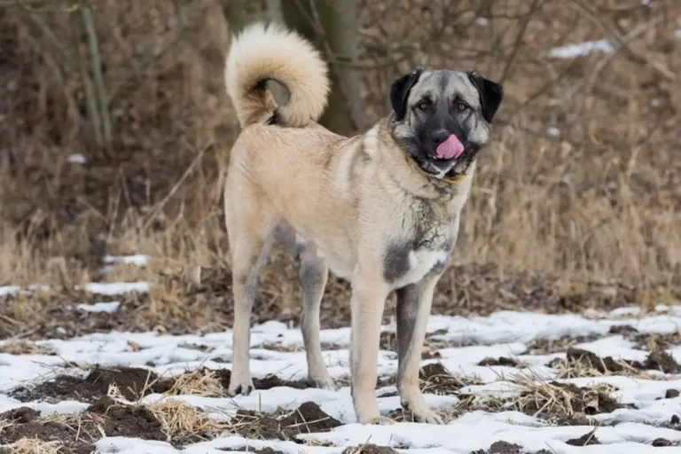 Anatolian Pyrenees Dog Breeds Best Traits, Info, And Care 