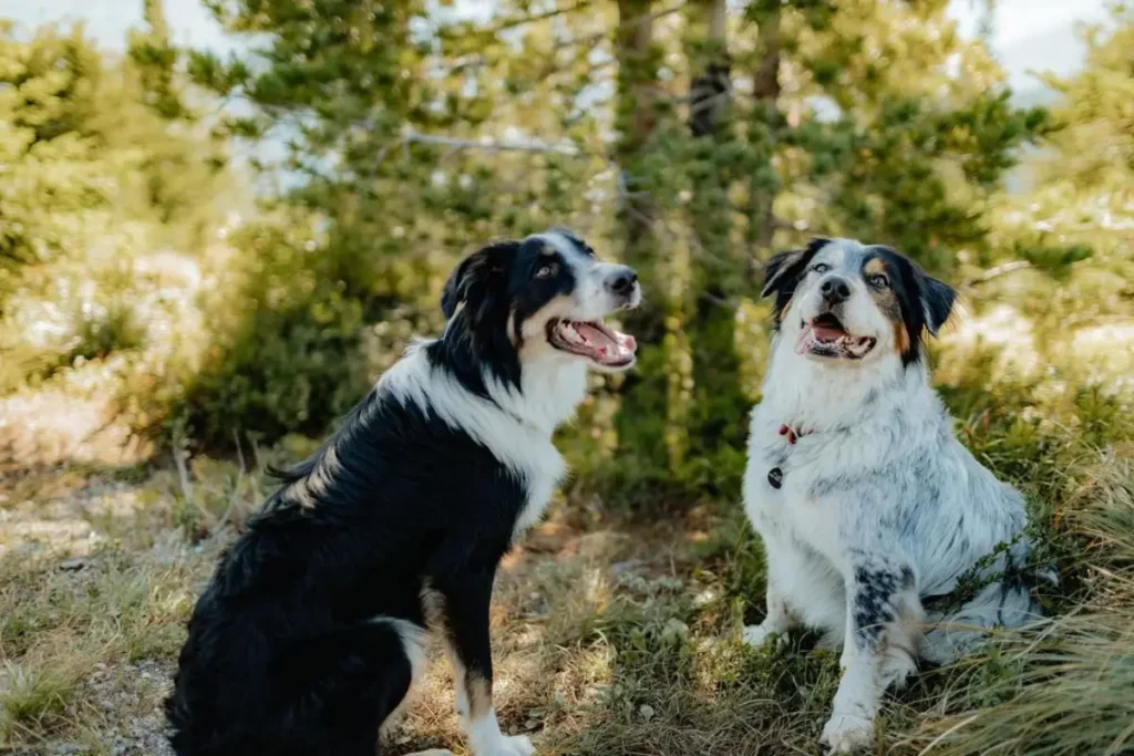 aussie border collie