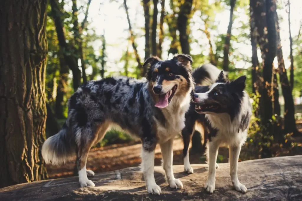 aussie shepherd border collie mix