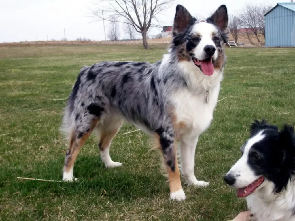 austrailian shepard mix