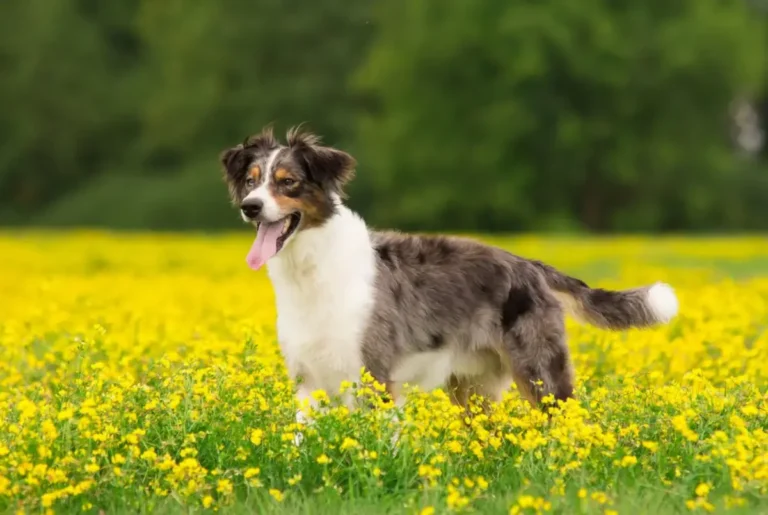 Australian Retriever Dog, Best Traits, And Lovely Personality