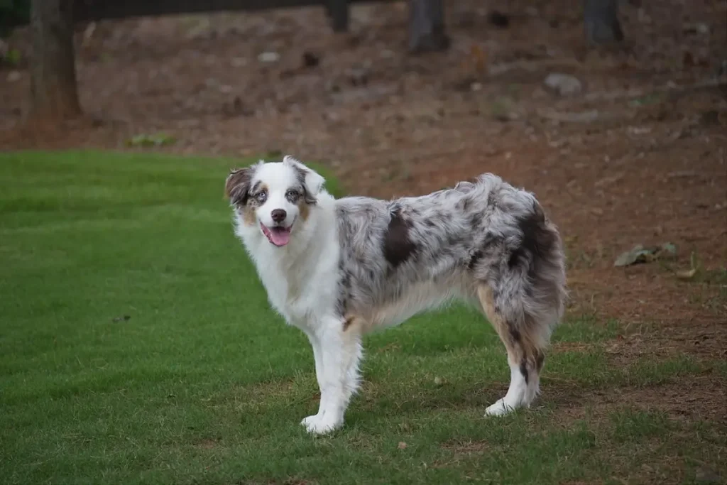 australian shepherd cross