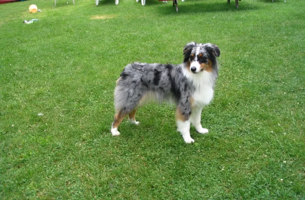 australian shepherd personality