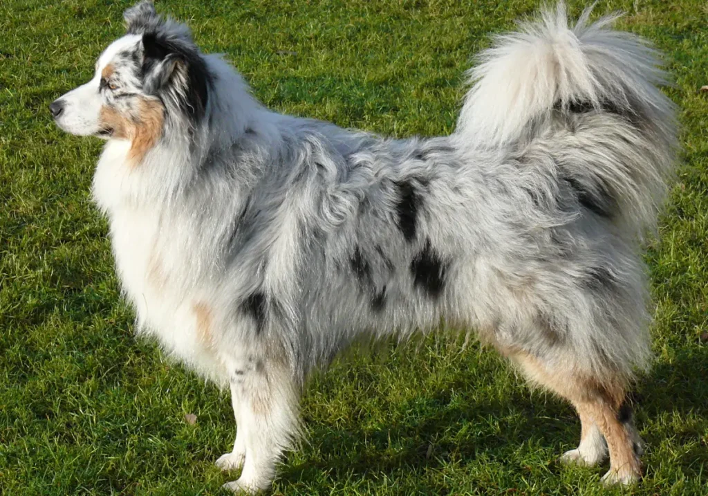 australian shepherd temperament