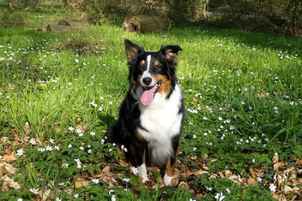 australian shepperff