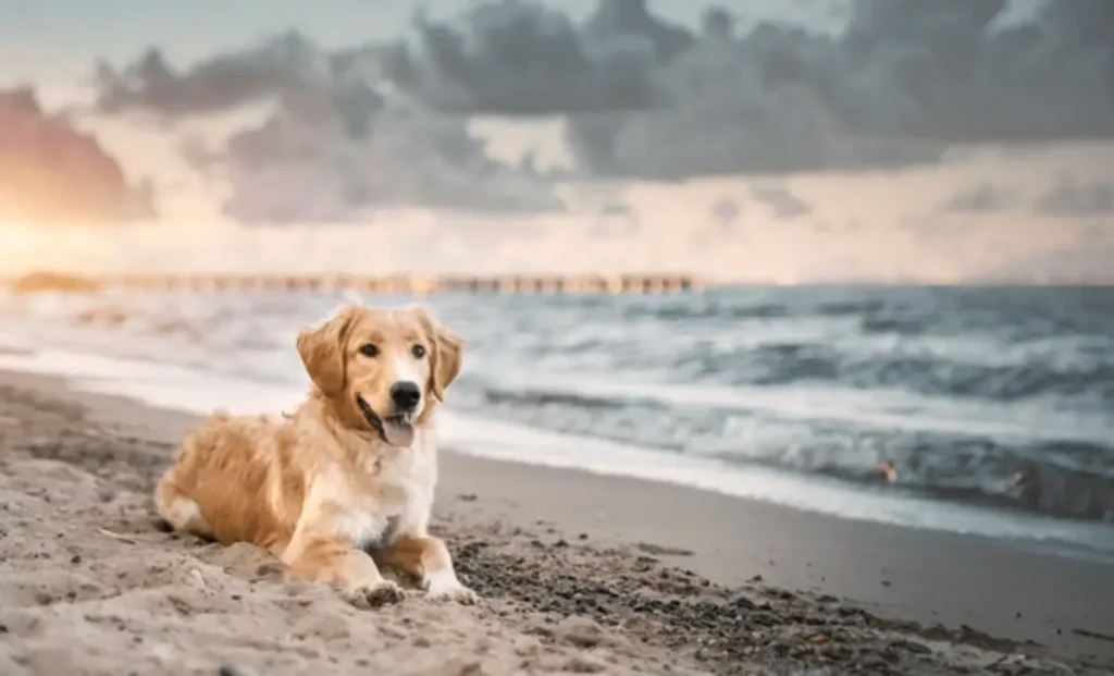 beach chihuahua