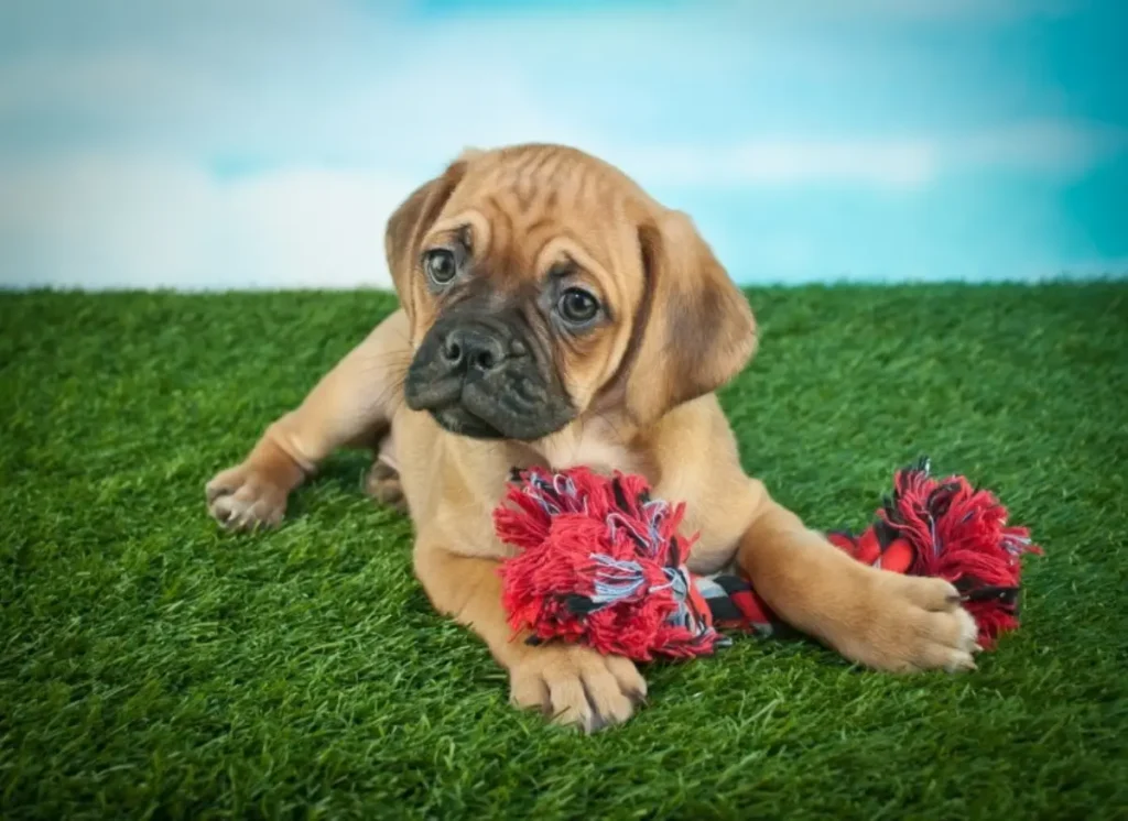 beagle and bulldog mix