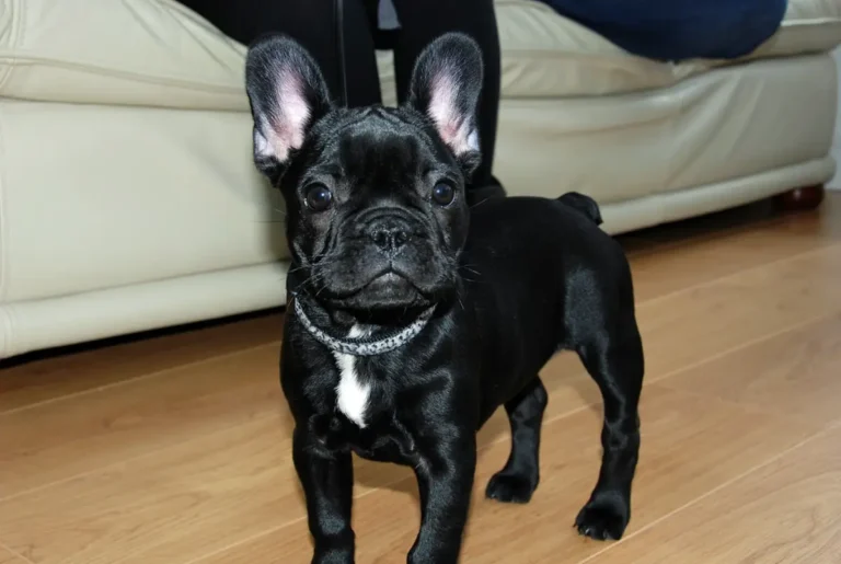 Black French Bulldog Pure Black Dog And best 