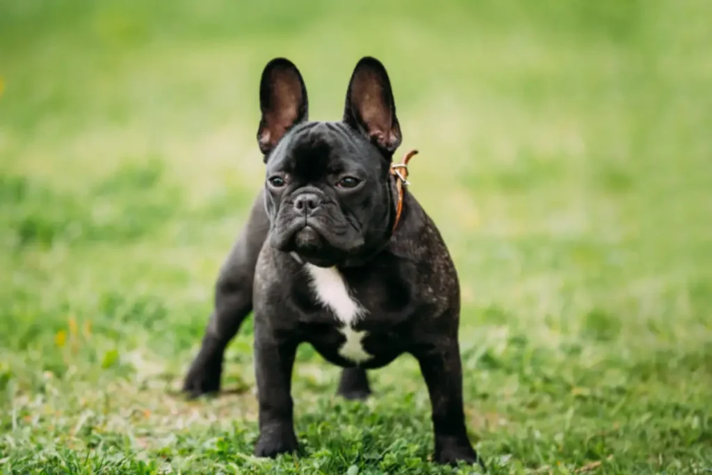 black french bulldog puppy