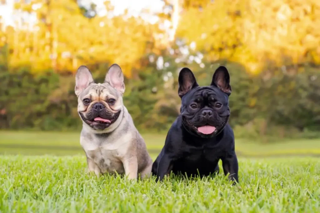 black frenchie dog