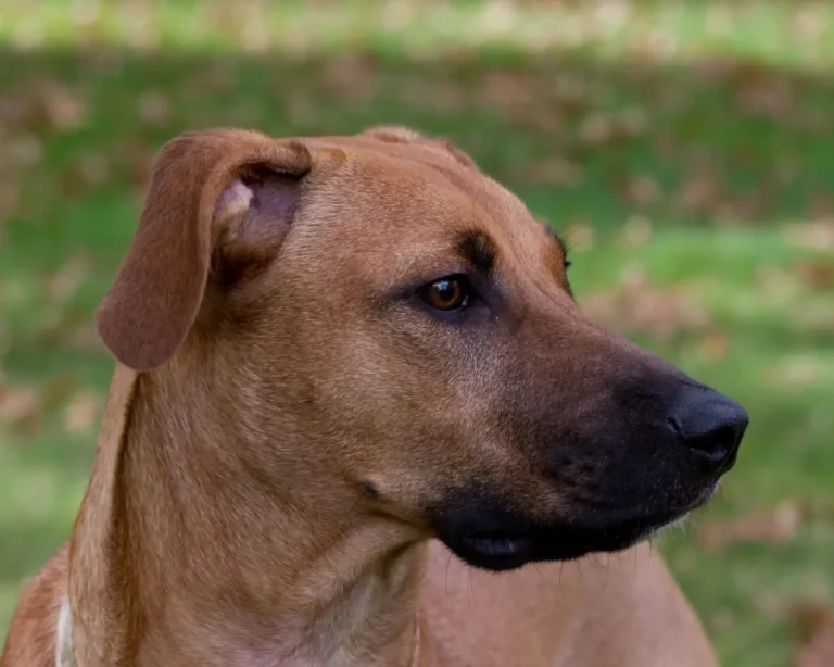 Black Mouth Cur Best Traits, And Complete Information