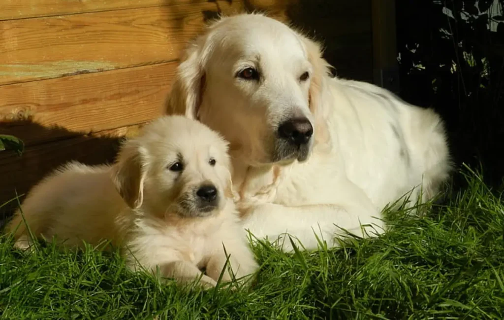 blonde cocker spaniel