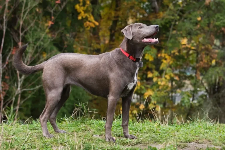 Blue Lacy Dog Appearance Personality and History