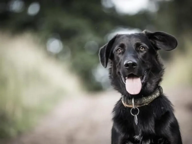 Borador: Border Collie Lab Mix Dog Breed Information & Facts