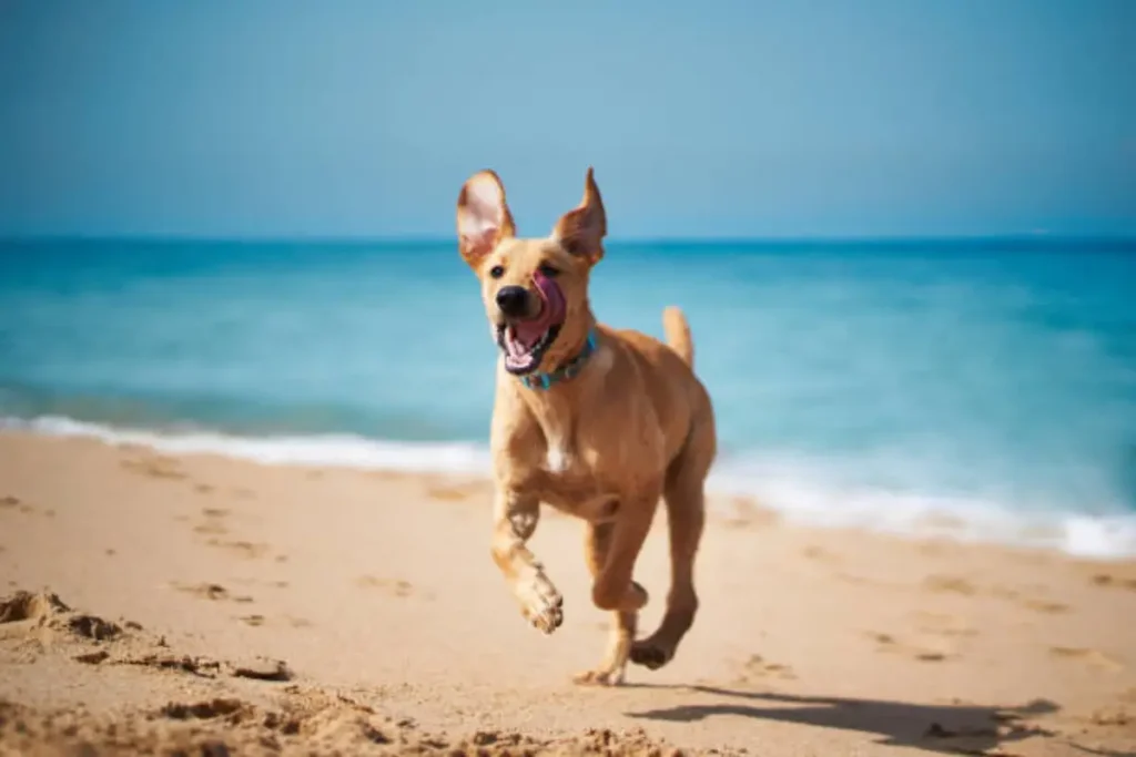 can puppies go to the beach