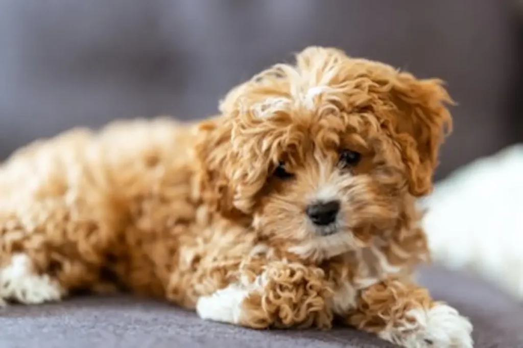 cavapoo adult dog