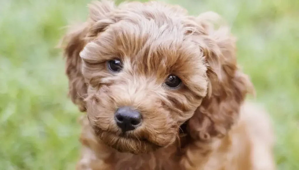 cavapoo behavior problems