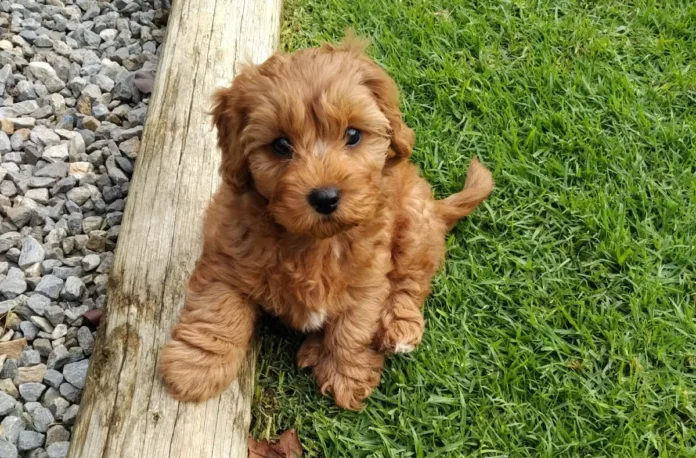 cavapoo puppy