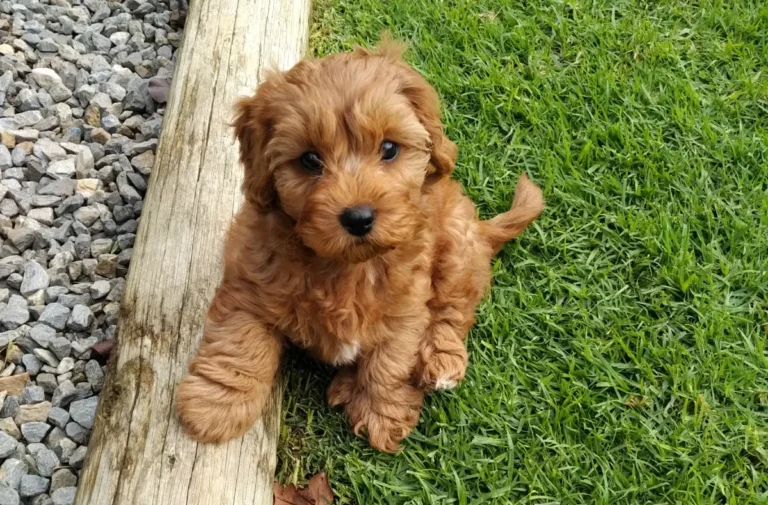 Cavapoo Puppy Adorable Appearance And Expressive Features