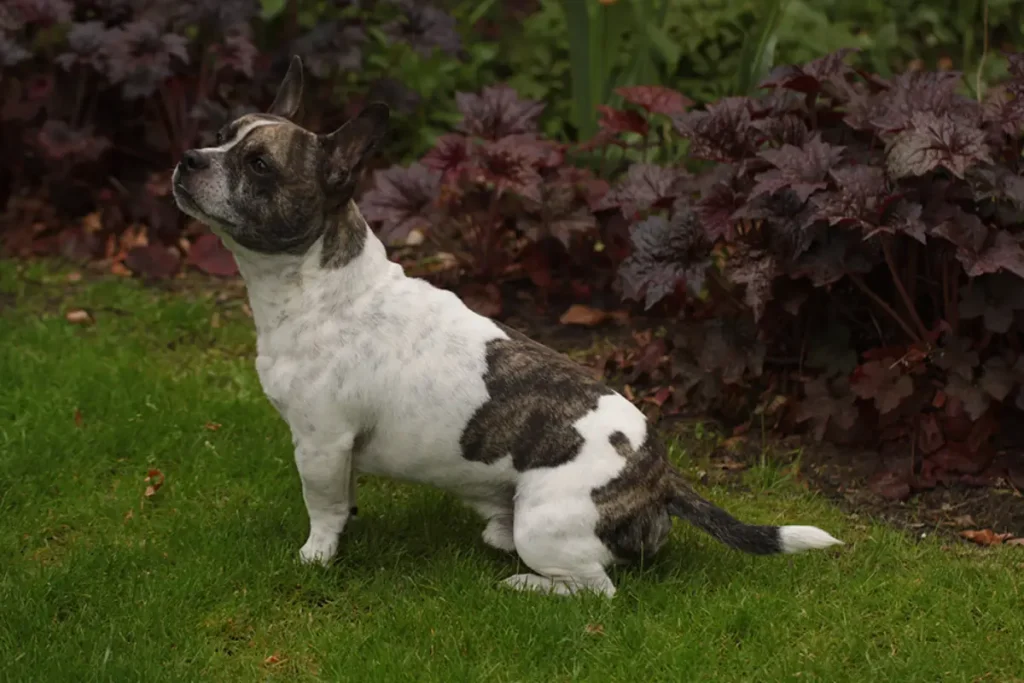 chihuahua frenchie mix