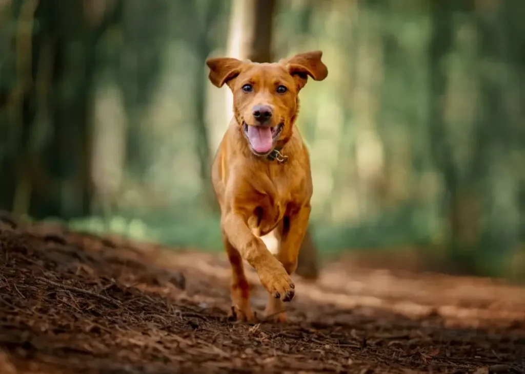 chihuahua mini pinscher mix