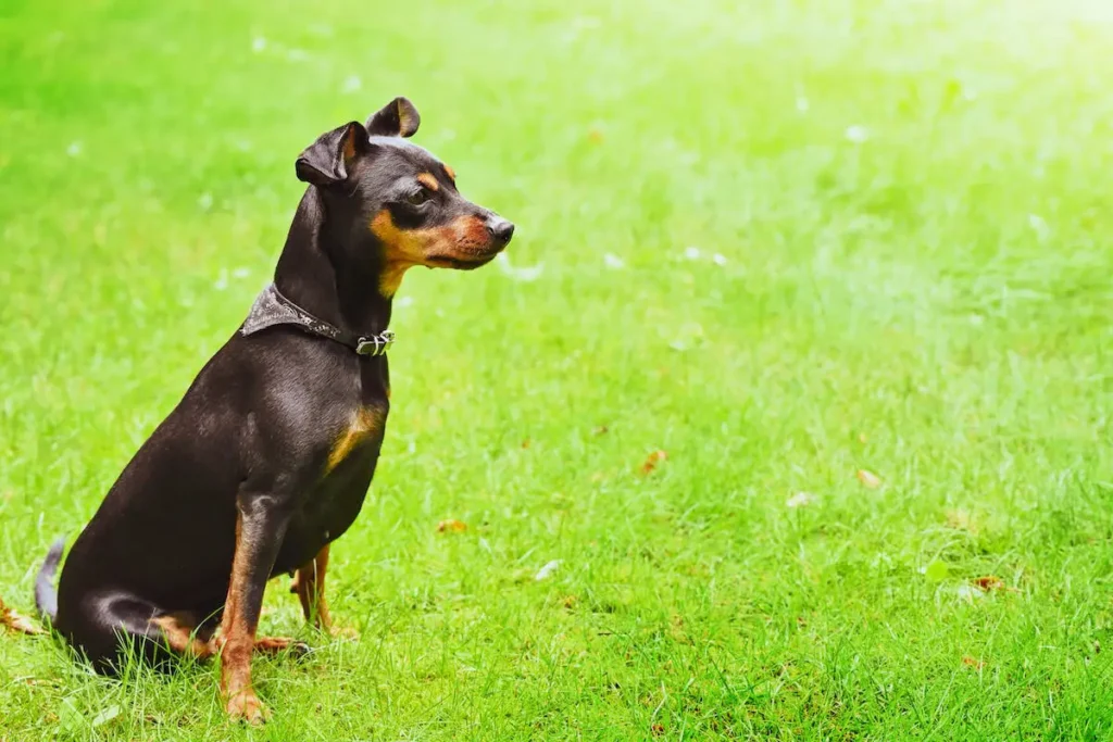 chihuahua mix with doberman