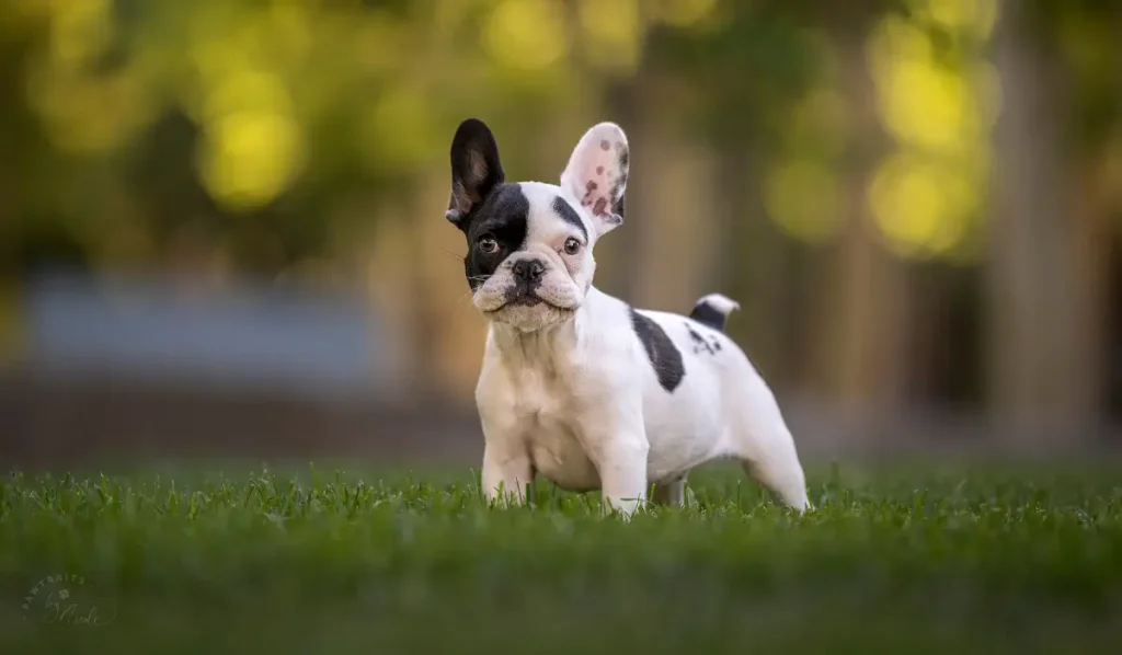 chihuahua mixed with french bulldog