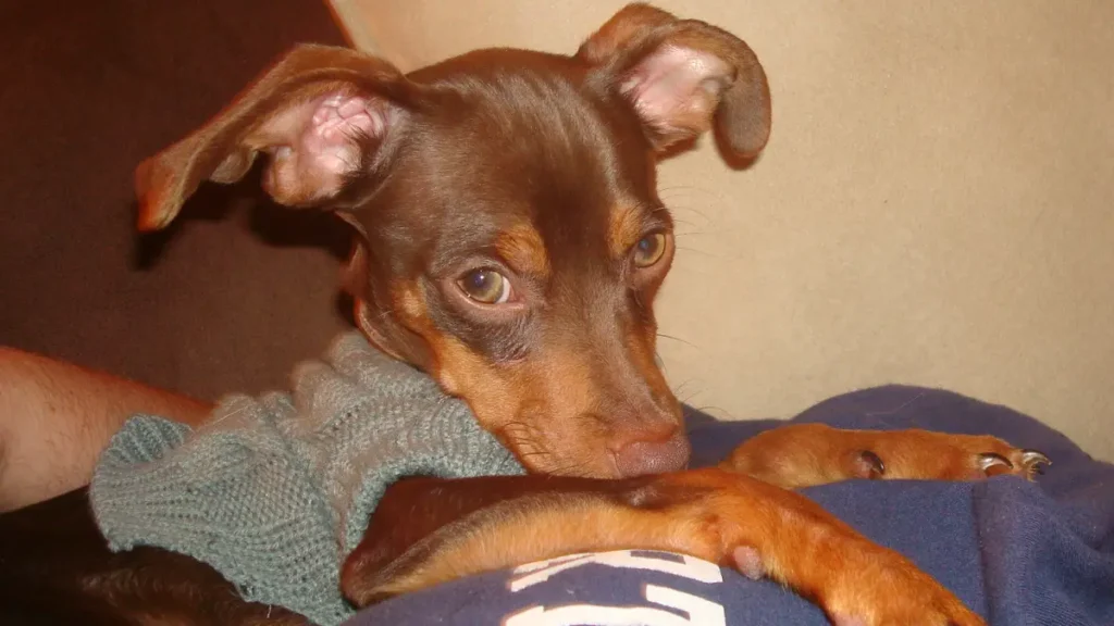 chiwawa mixed with miniature pinscher