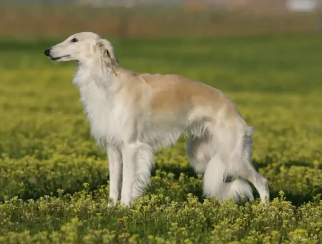 dog breed silken windhound