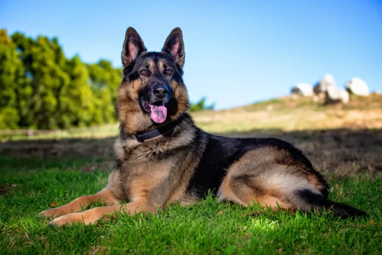 Dogs Similar To German Shepherd With Best Traits And Shape