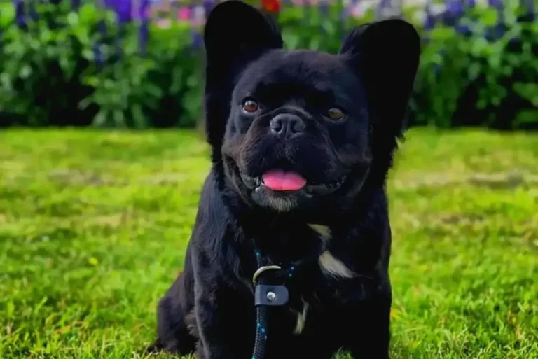 Long-Haired Fluffy French Bulldog, Best Traits And Images 