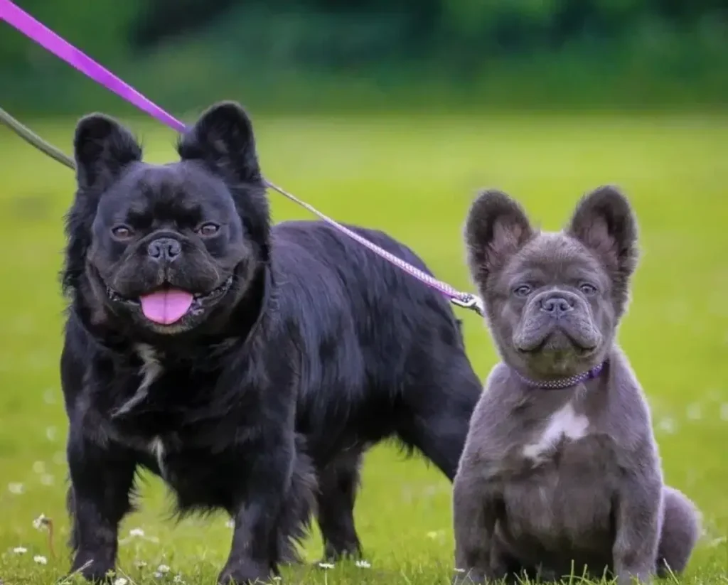 fluffy french bulldog puppy