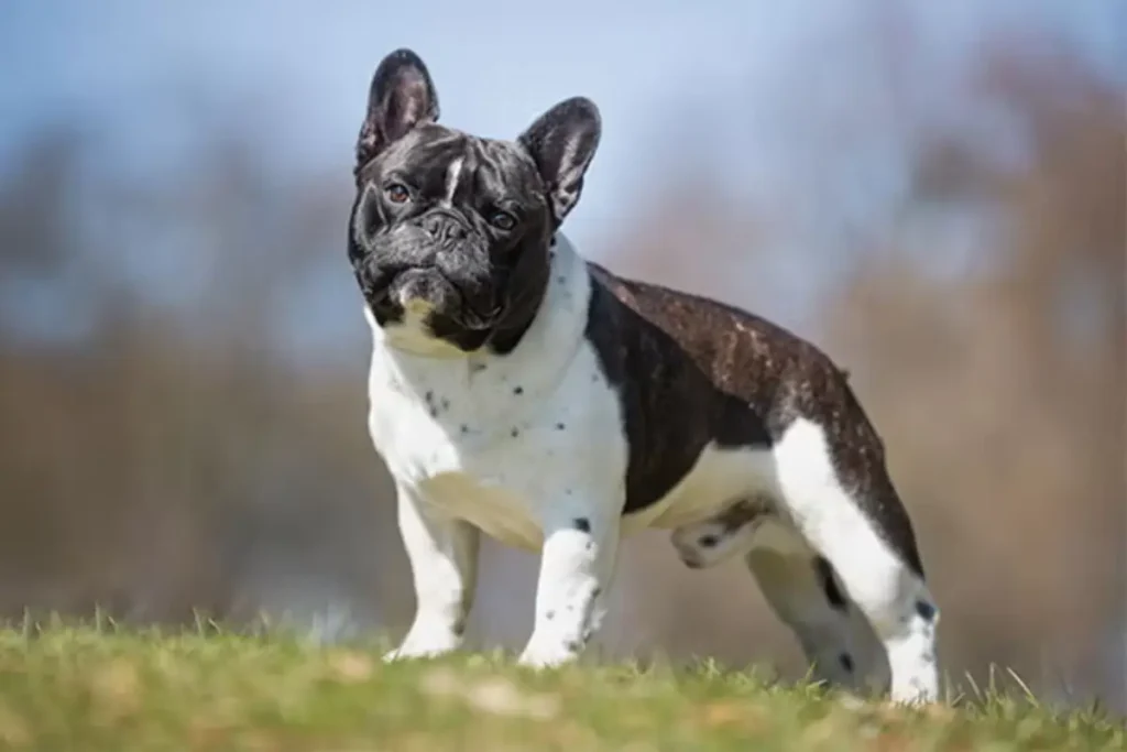 french bulldog and chihuahua mix