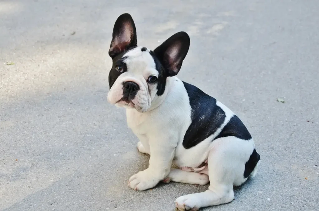 frenchie chihuahua mix