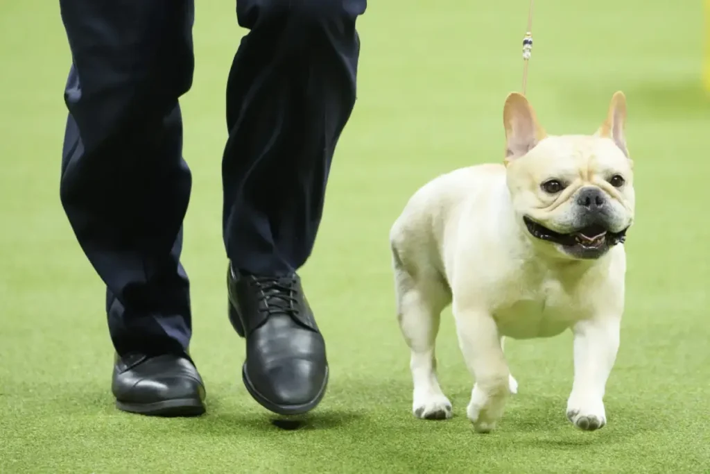 full grown french bulldog chihuahua mix