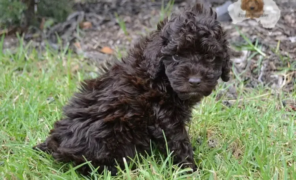 full grown miniature labradoodle