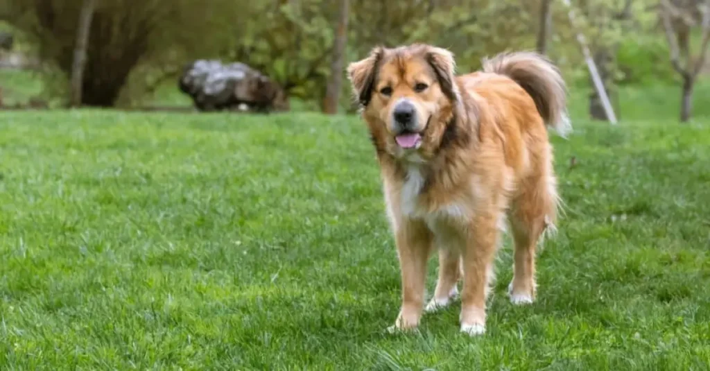 german shepherd golden retriever