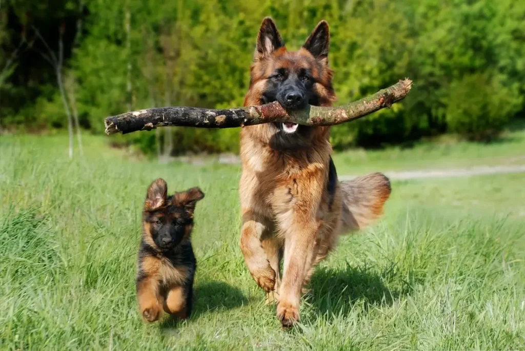 german shepherd king puppies