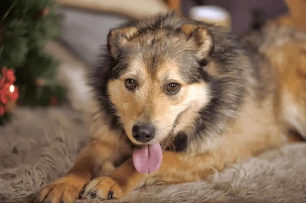 german shepherd malamute mix