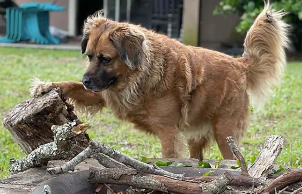 german shepherd mix with golden retriever