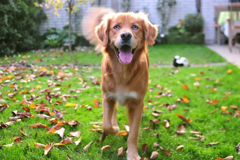 Highly Attractive Goberian Dogs, Info, personality & Best Traits