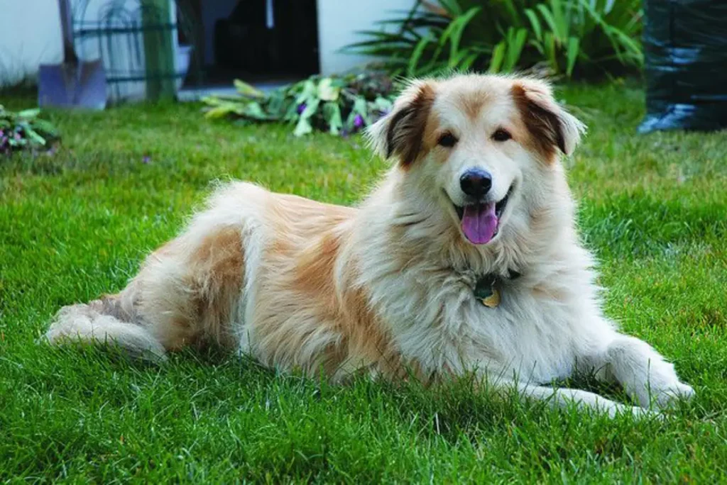 golden and husky mix