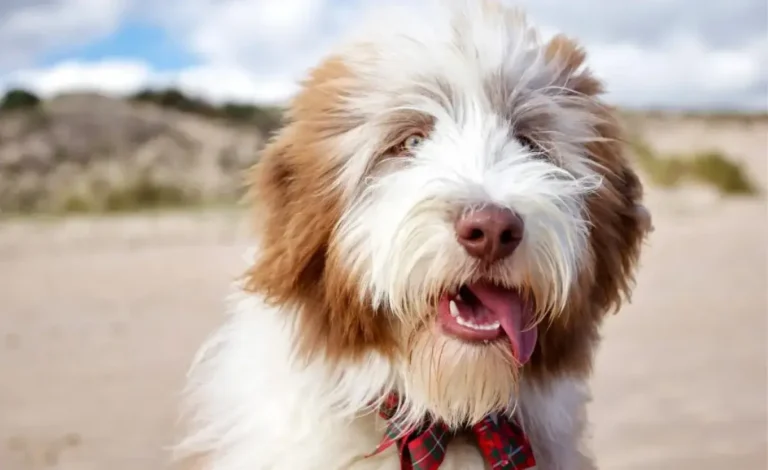 golden mountain doodle dog