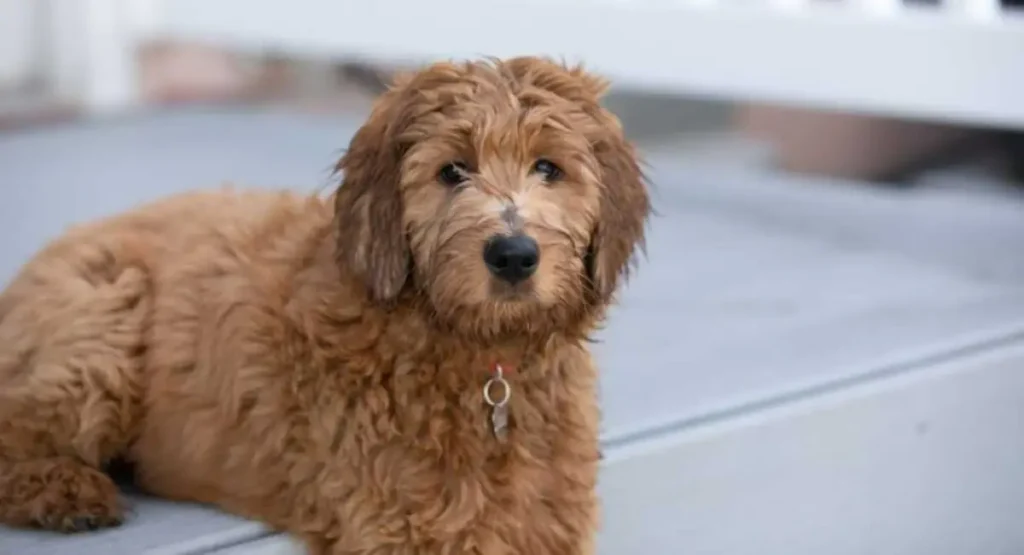 golden mountain doodle puppies