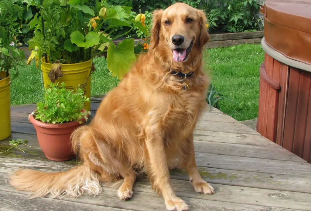 golden retriever cocker spaniel mix