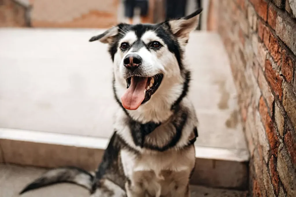 golden retriever cross husky