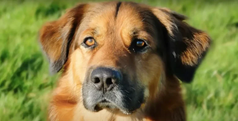 Golden Shepherd: Your Complete Guide 2024